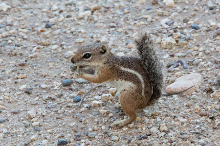 saguaro np east-51